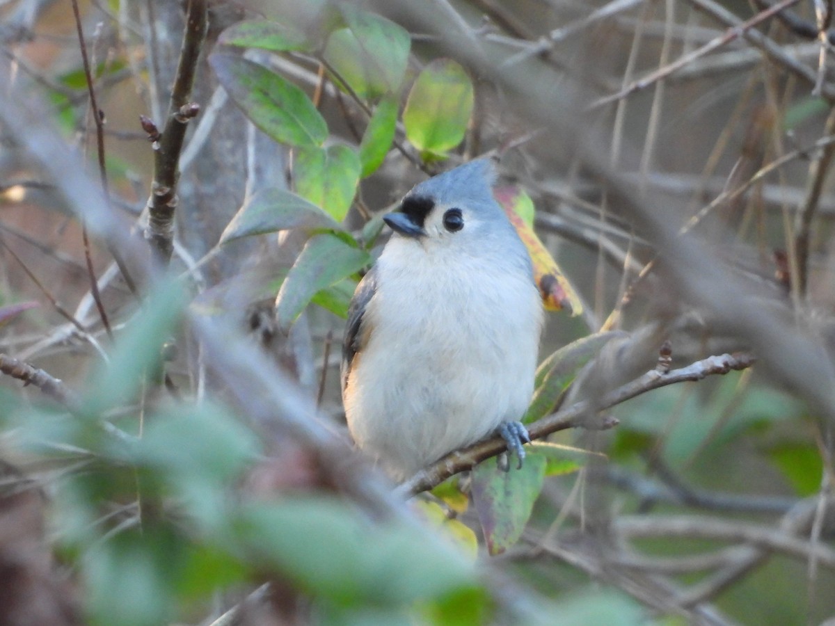 エボシガラ - ML645769981