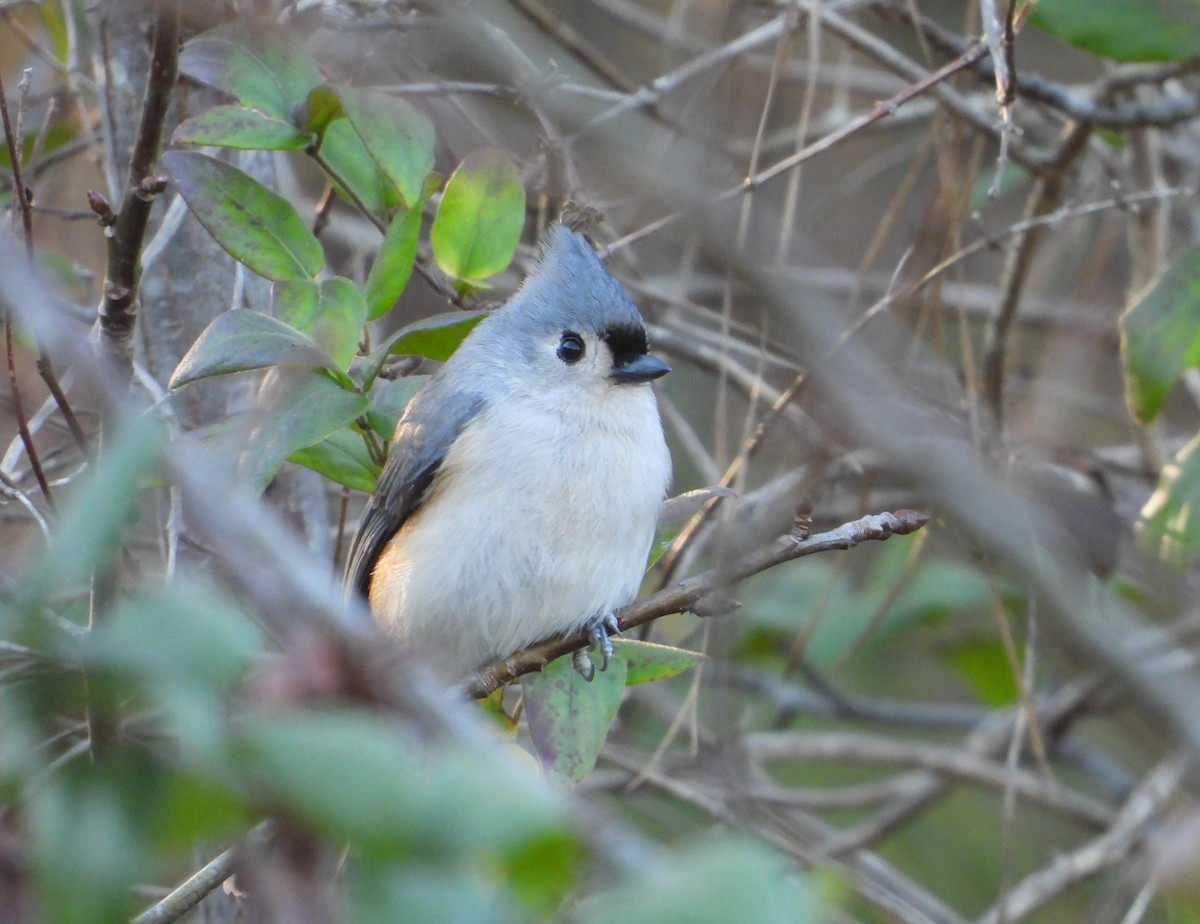 エボシガラ - ML645769982