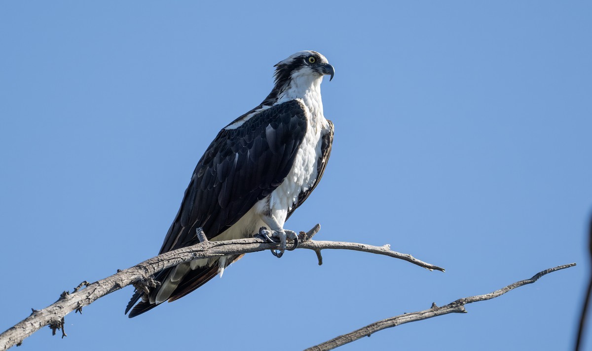 ミサゴ - ML645769983