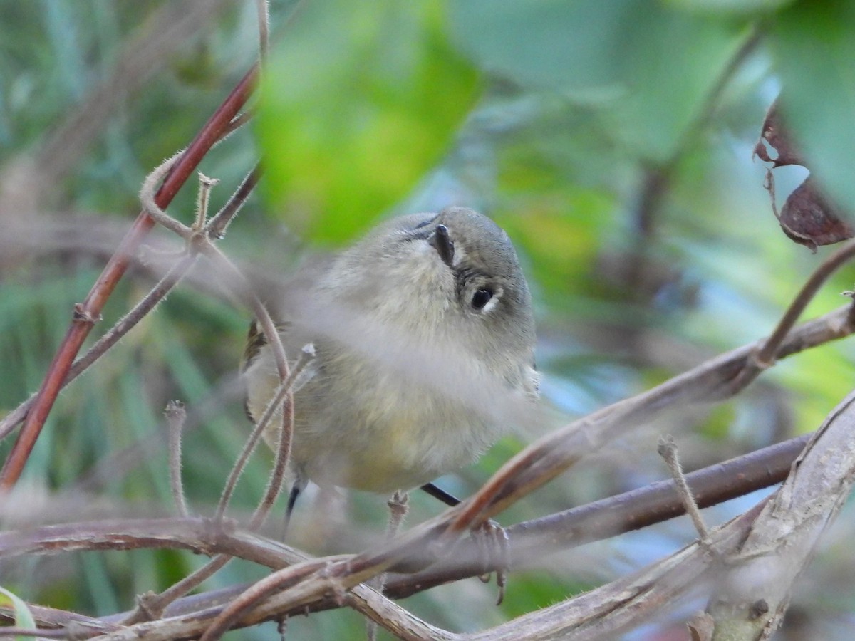 ルビーキクイタダキ - ML645769985