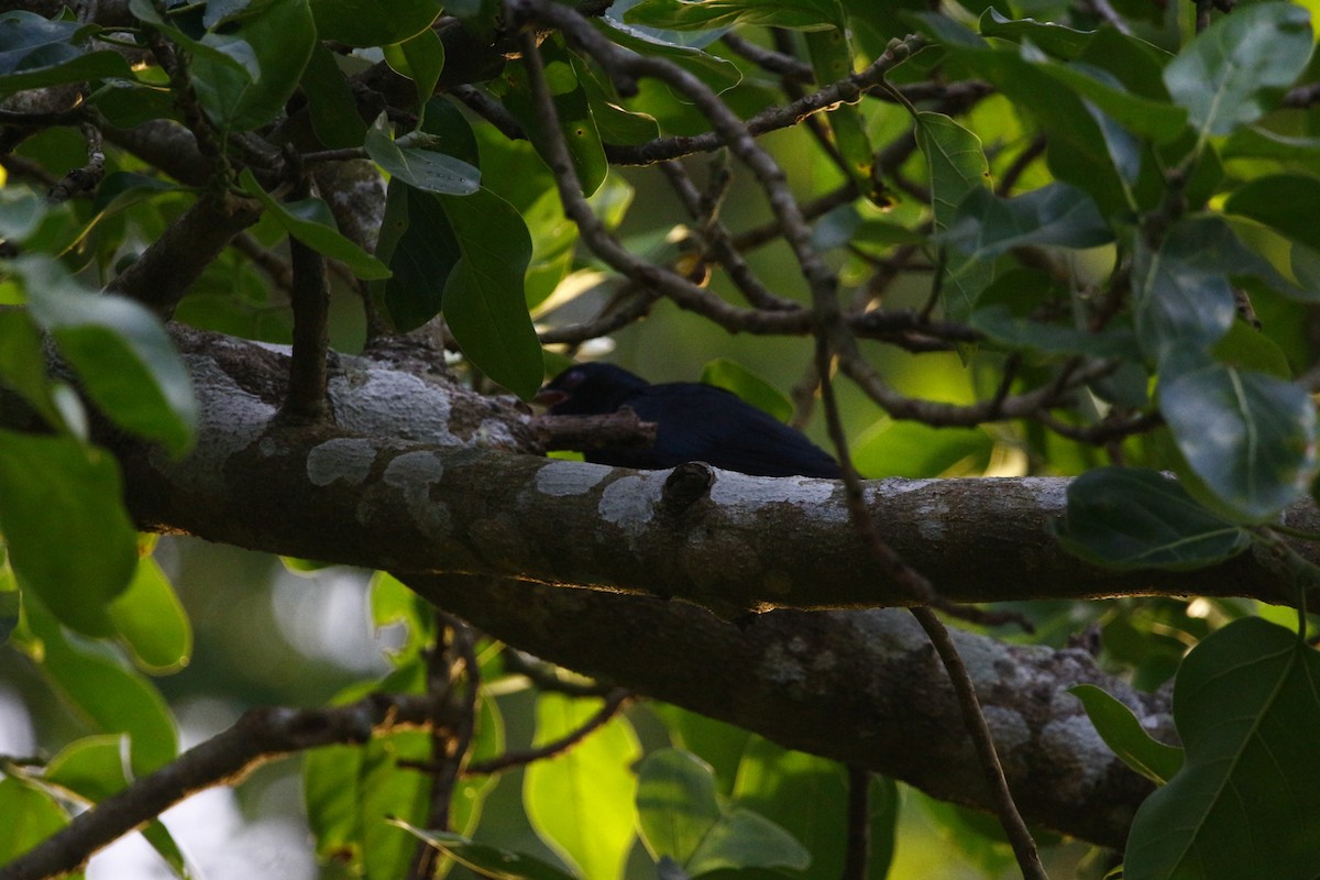 オニカッコウ - ML645769987