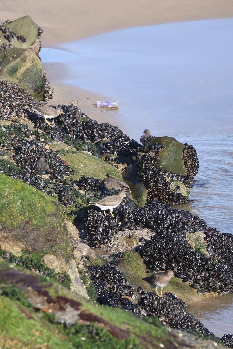 アライソシギ - ML645769988