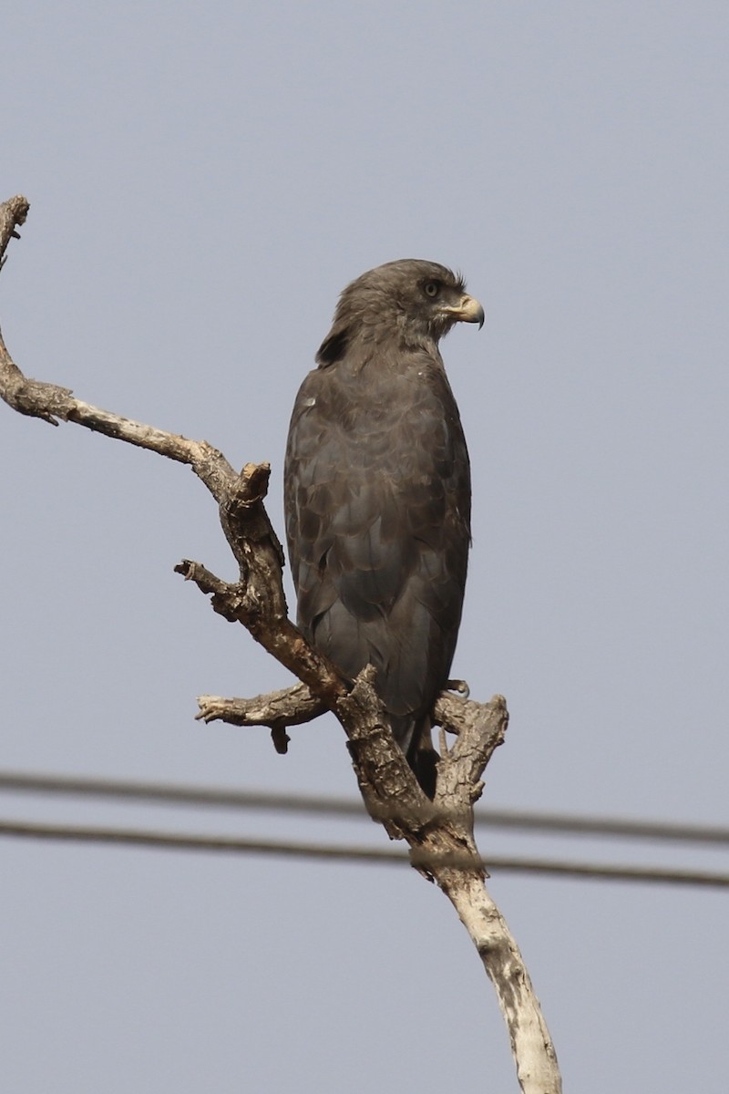 オビチュウヒワシ - ML645769989