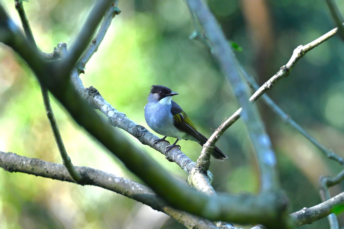 キバネヒヨドリ - ML645769990