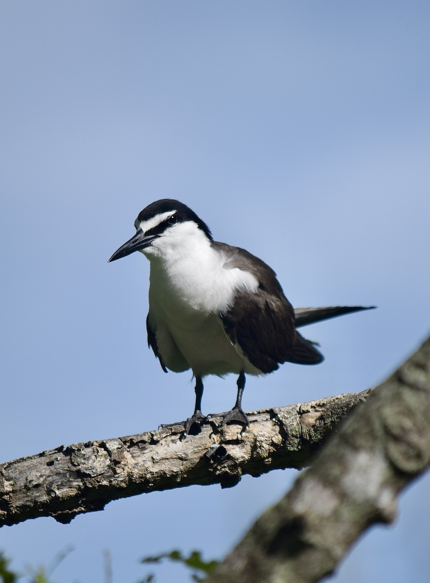 マミジロアジサシ - ML645769991