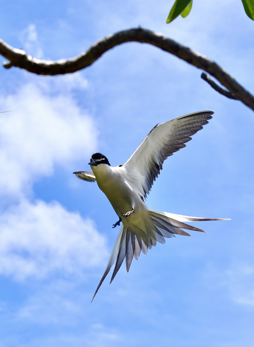 マミジロアジサシ - ML645769992