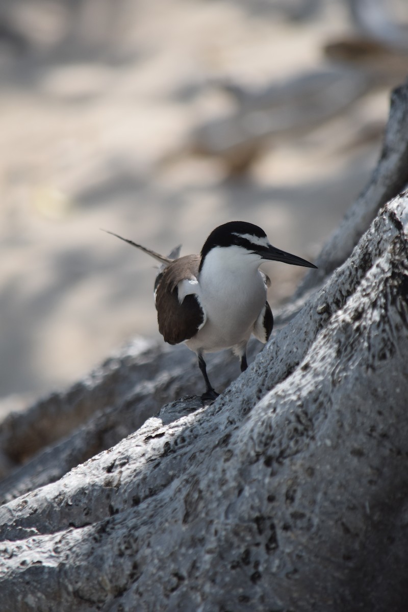 マミジロアジサシ - ML645769993
