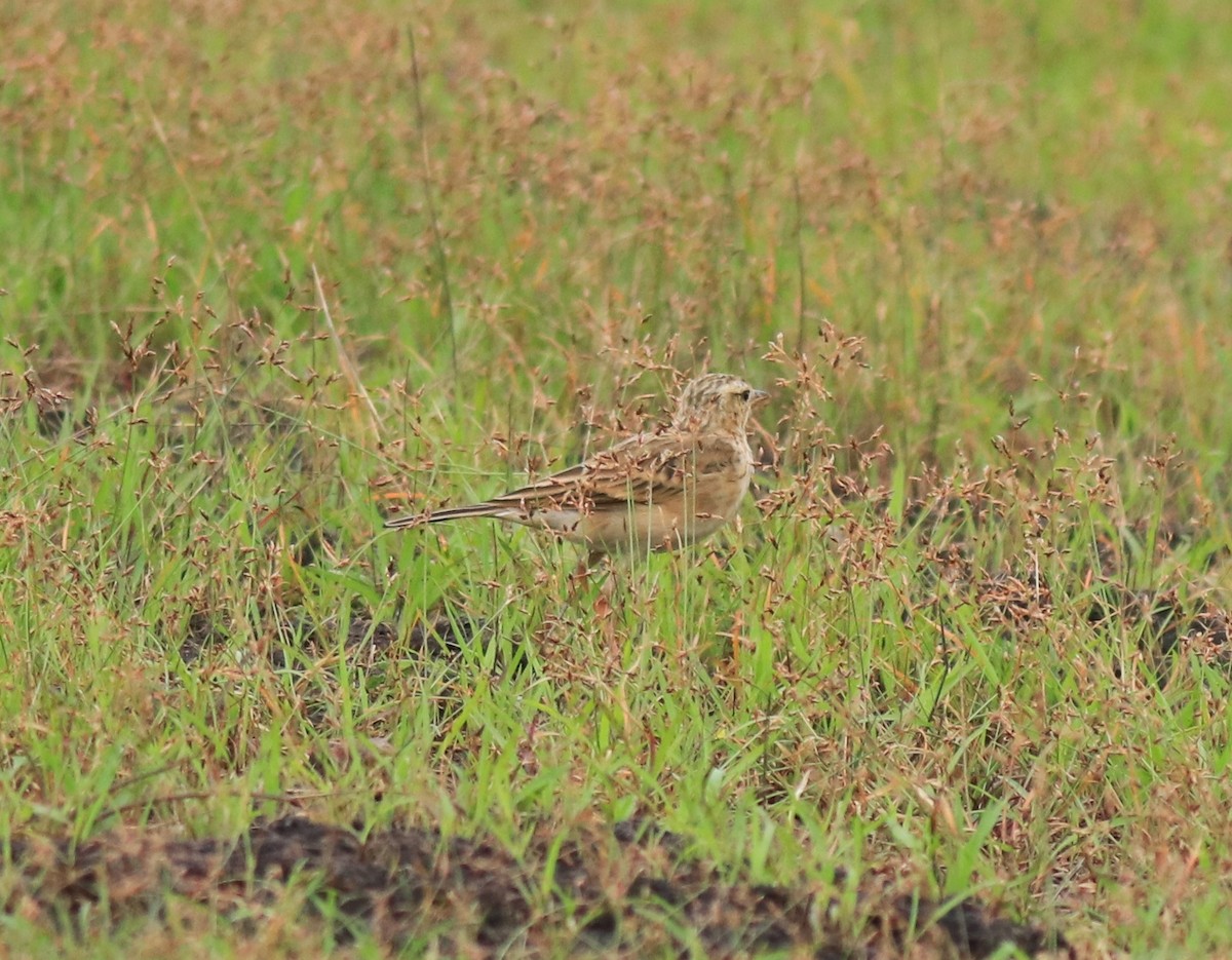 ヒメマミジロタヒバリ - ML645769994