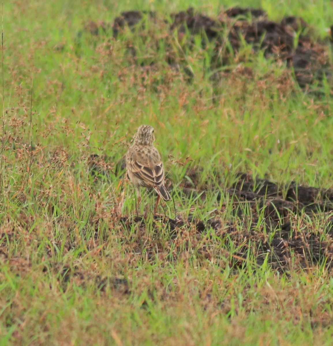 ヒメマミジロタヒバリ - ML645769995