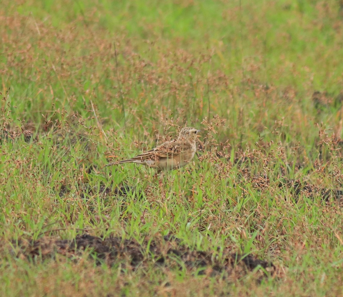 ヒメマミジロタヒバリ - ML645769996