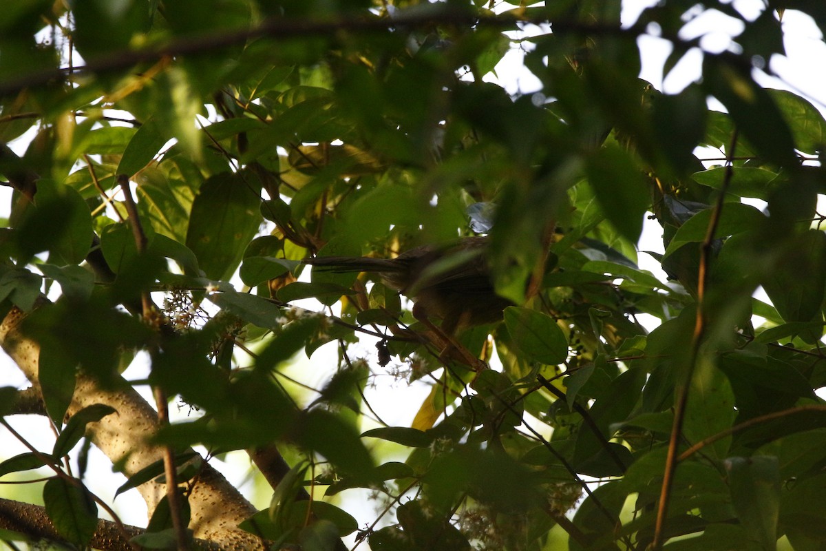 ツチイロヤブチメドリ - ML645769998