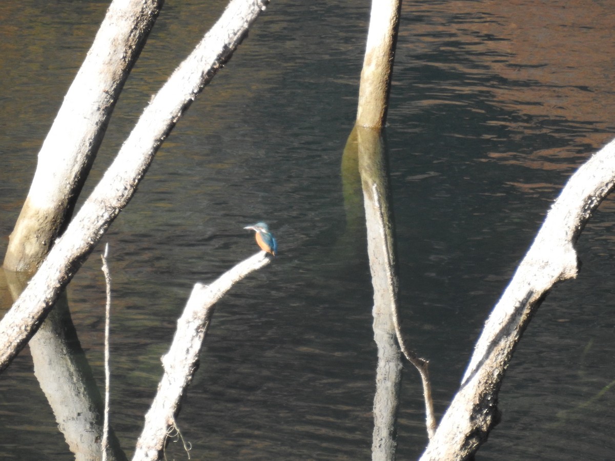 カワセミ - ML645769999