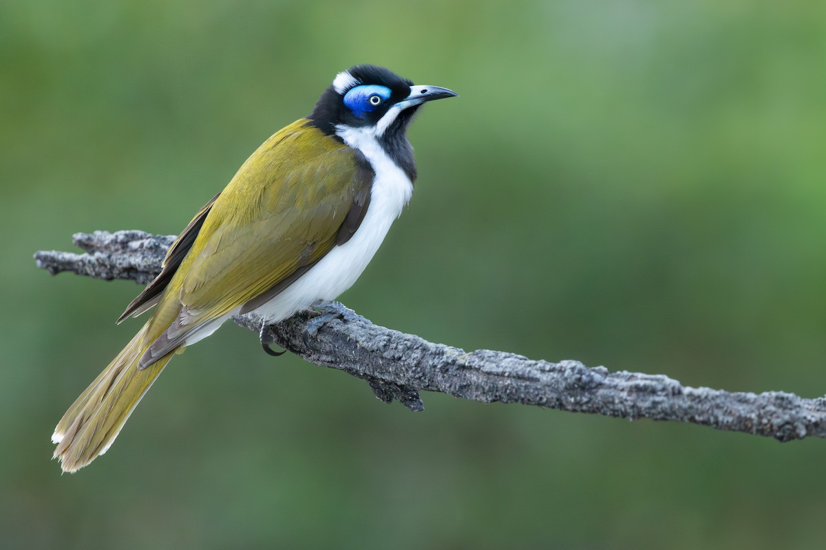 アオツラミツスイ - ML645770000