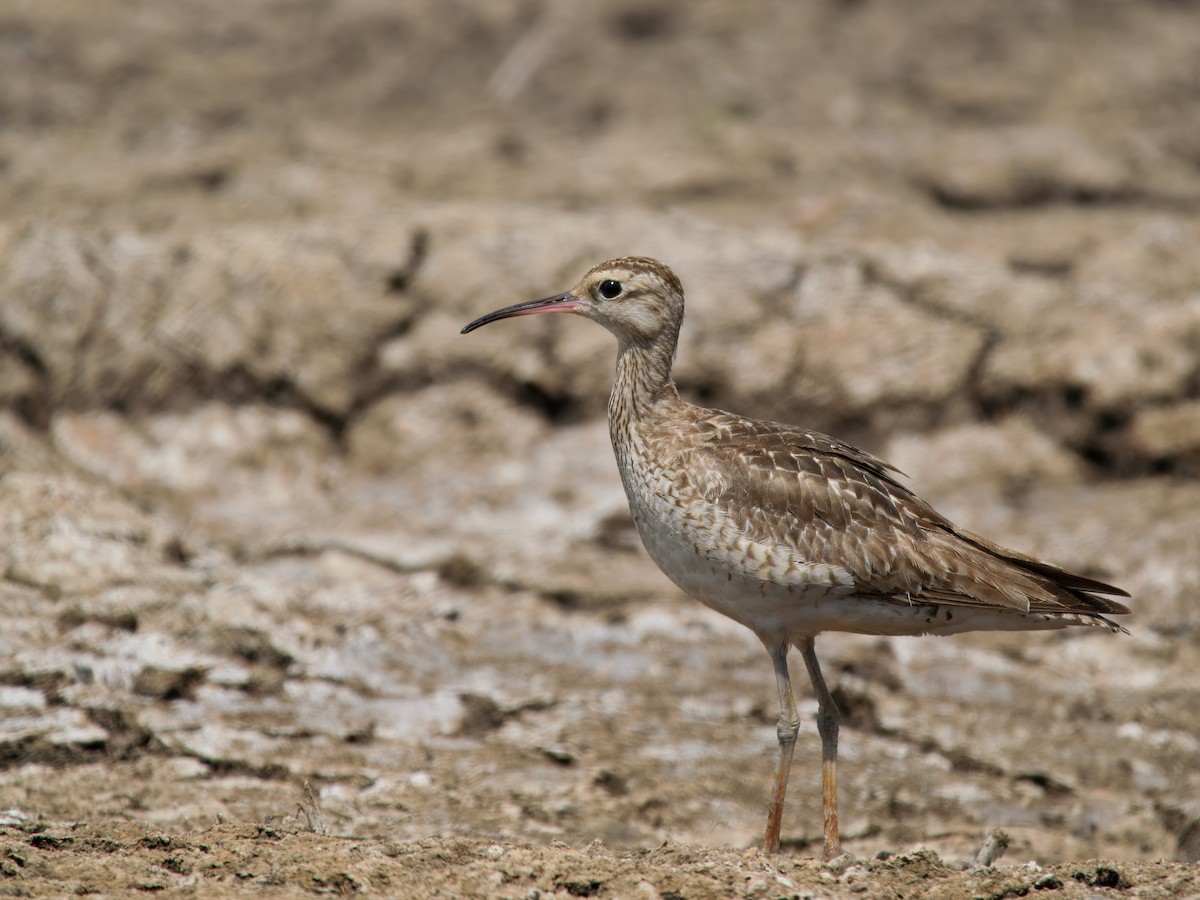 コシャクシギ - ML645770001