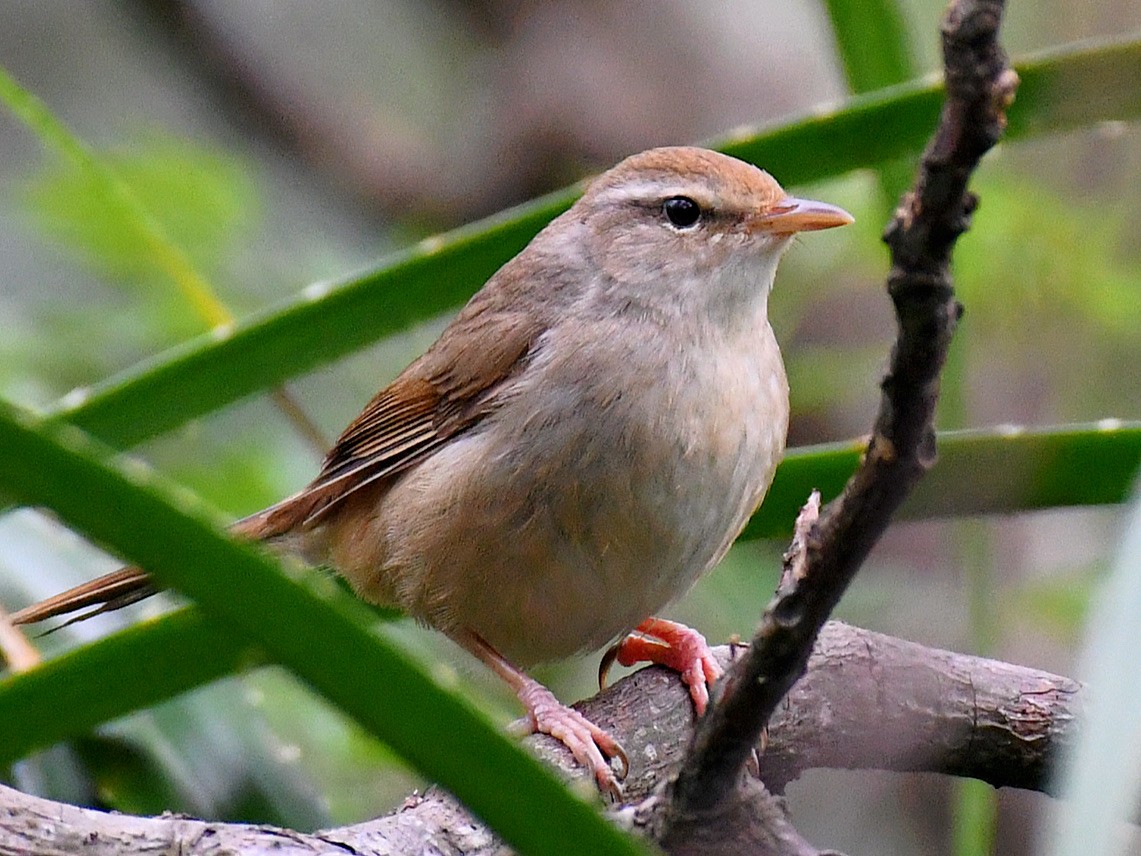 チョウセンウグイス - ML645770002