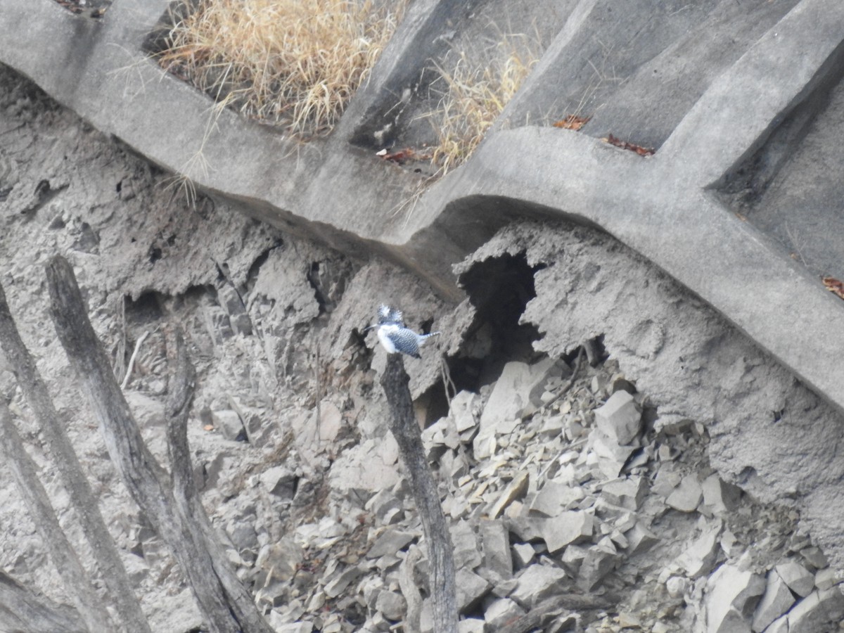 ヤマセミ - ML645770003