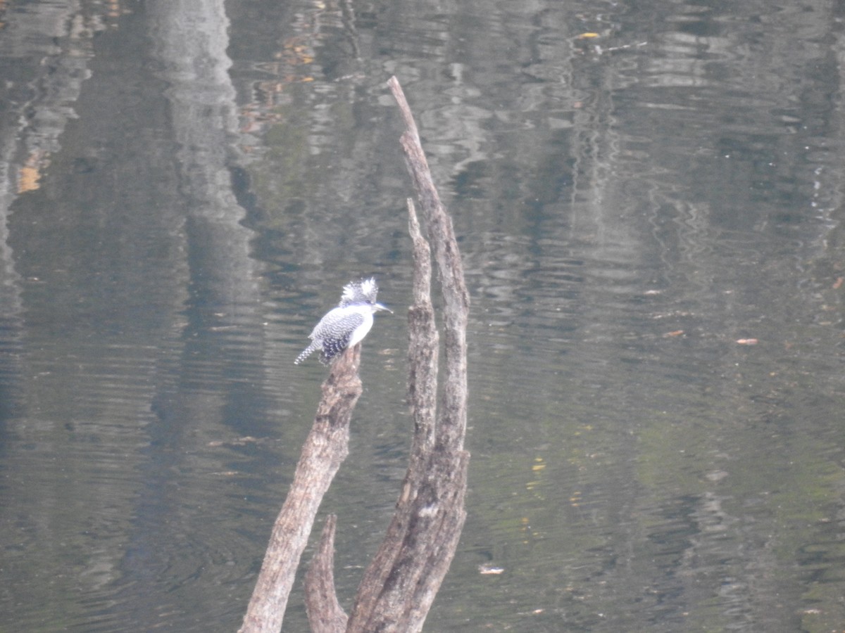 ヤマセミ - ML645770004