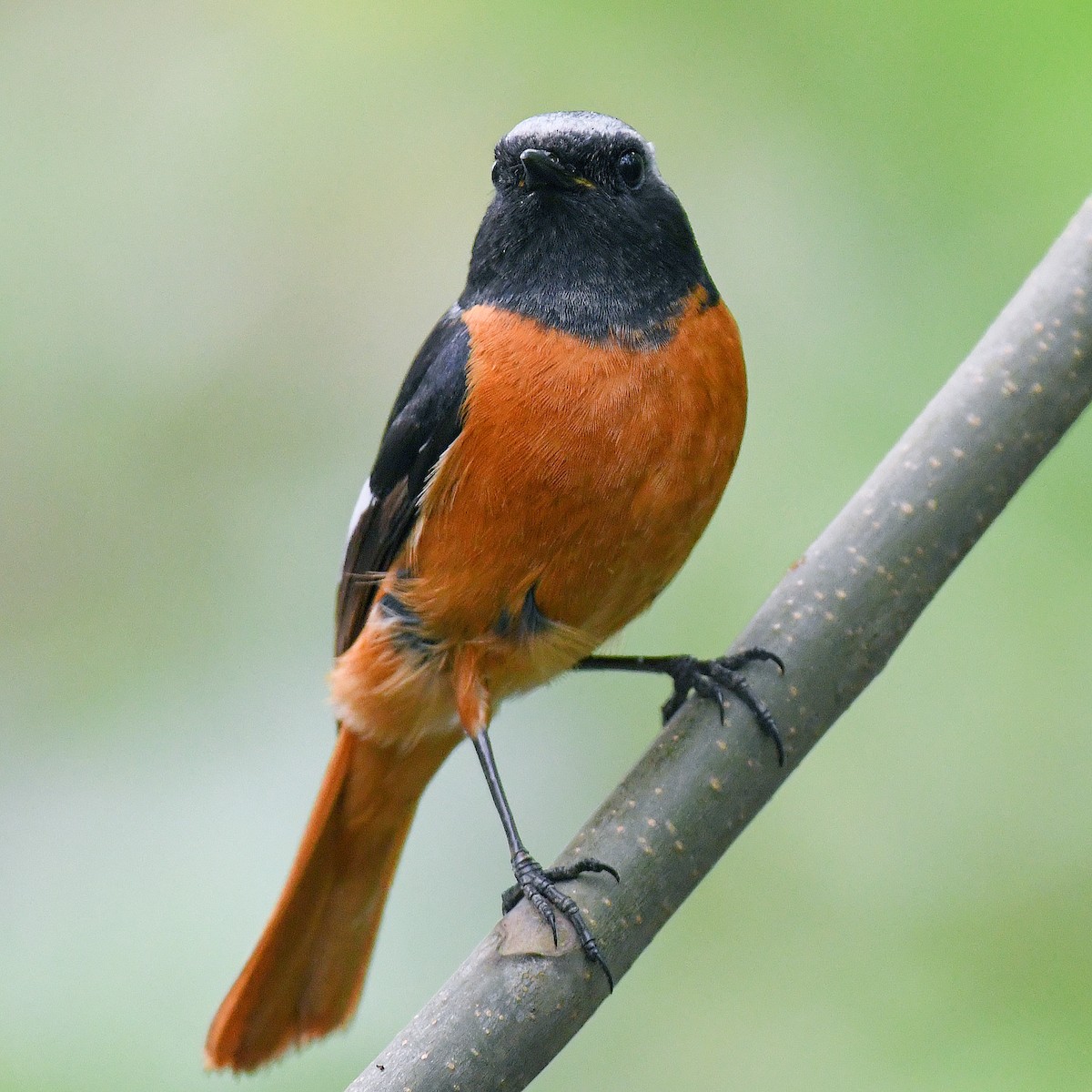 ジョウビタキ - ML645770005