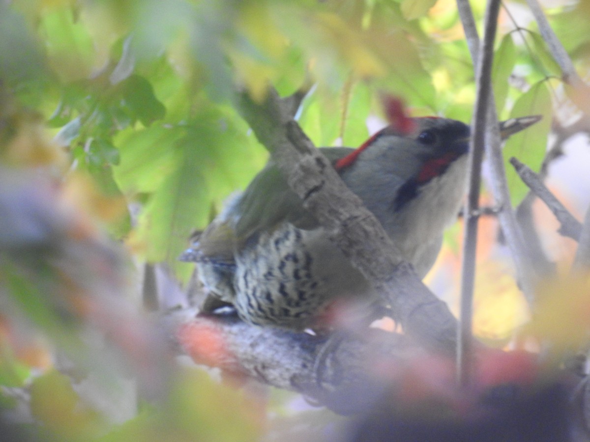 アオゲラ - ML645770006