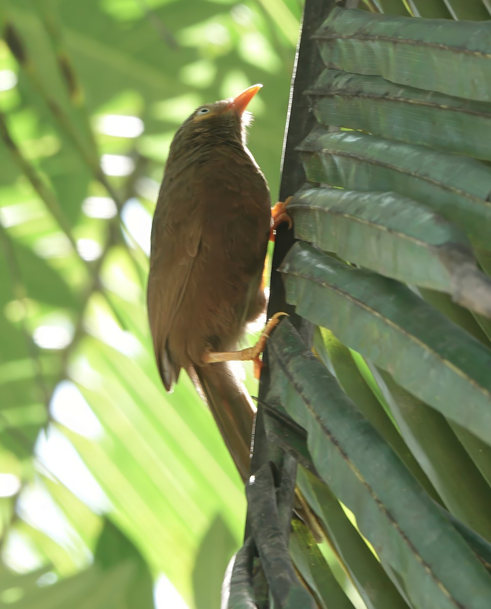 セイロンヤブチメドリ - ML645770008