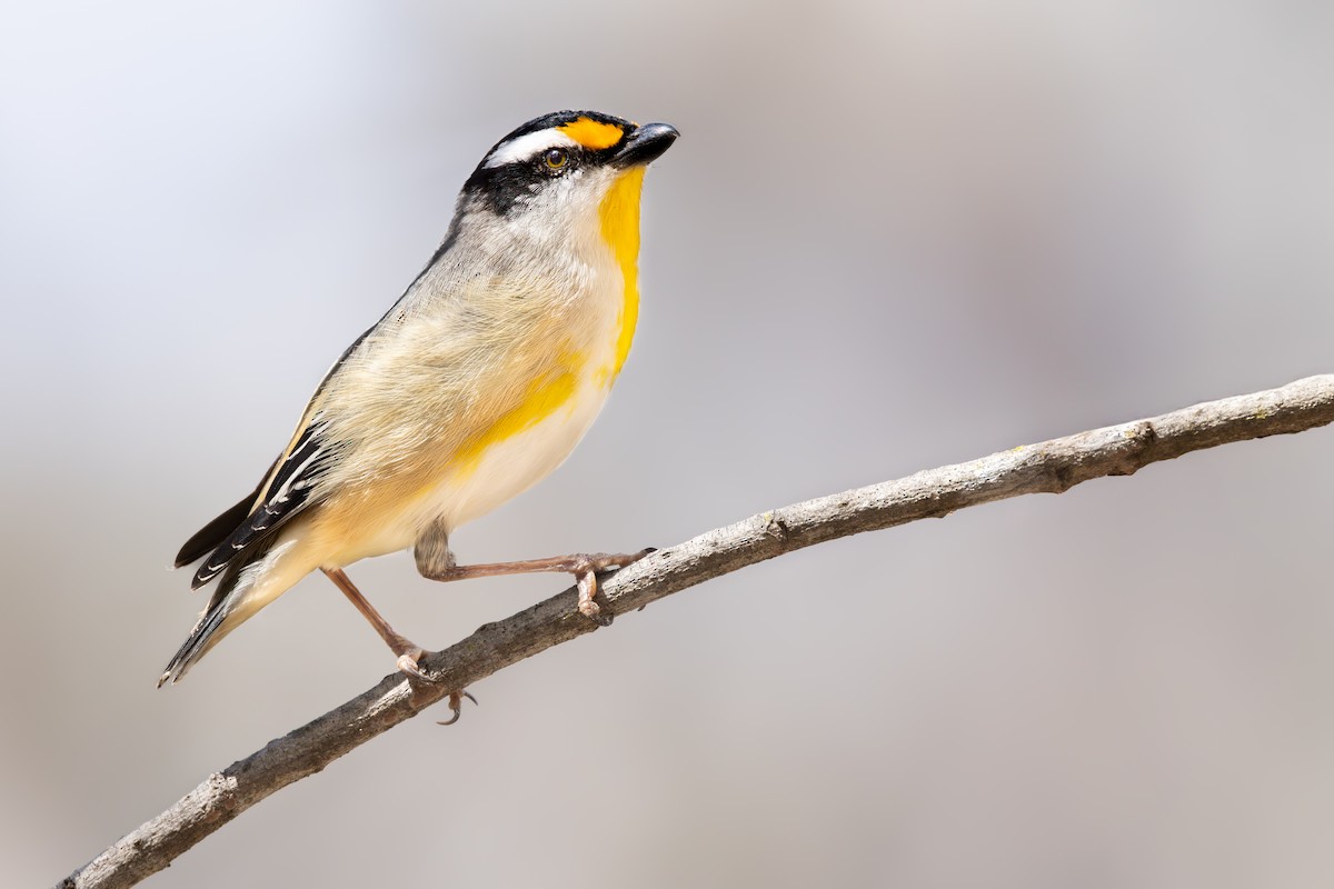 Striated Pardalote - ML645770009