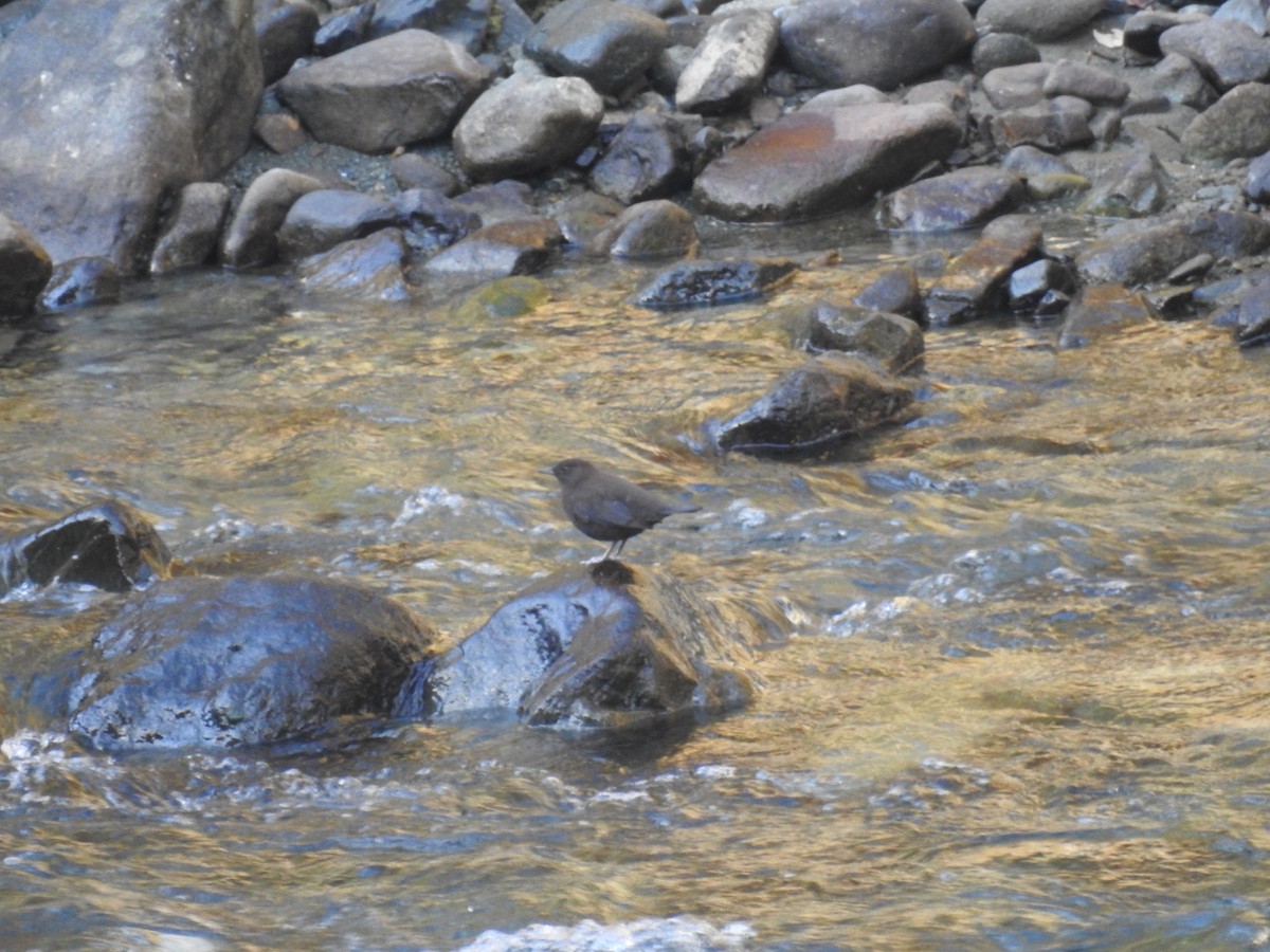 Brown Dipper - ML645770010