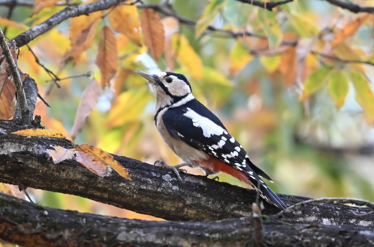 Great Spotted Woodpecker - ML645770011