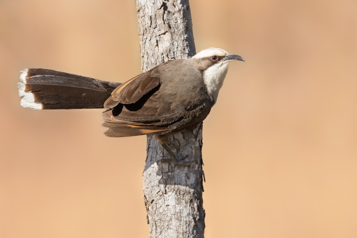 Gray-crowned Babbler - ML645770012