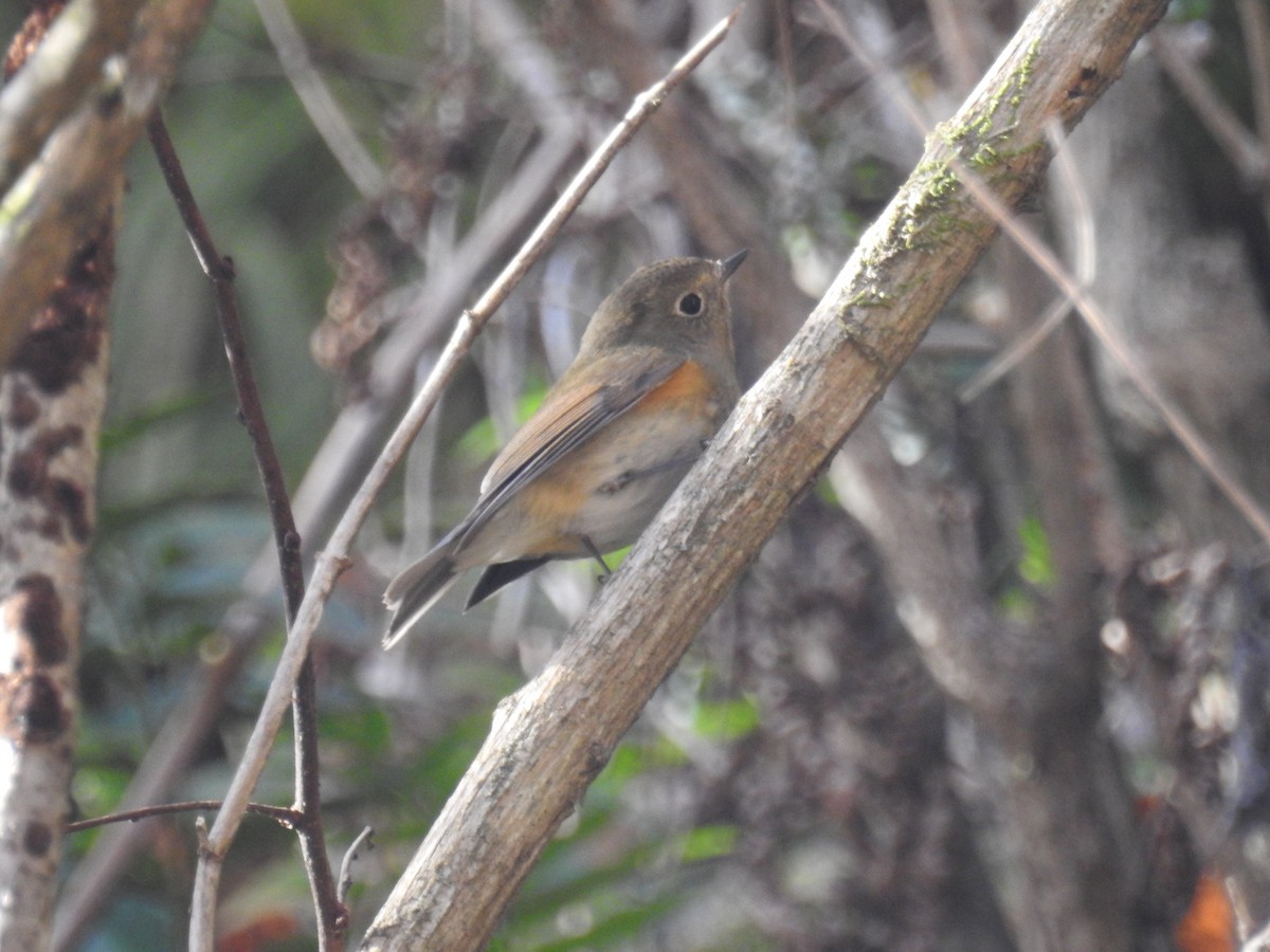 Red-flanked Bluetail - ML645770015