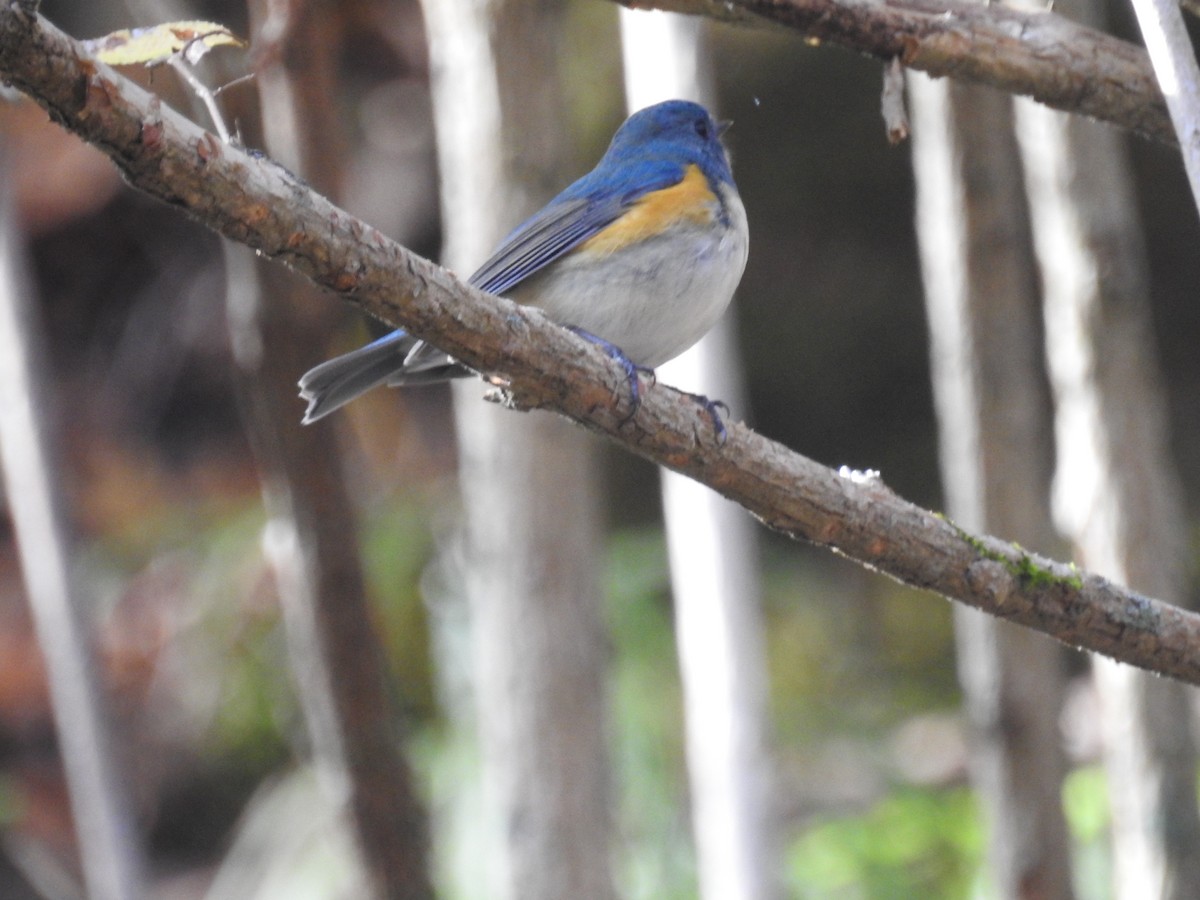 Red-flanked Bluetail - ML645770016