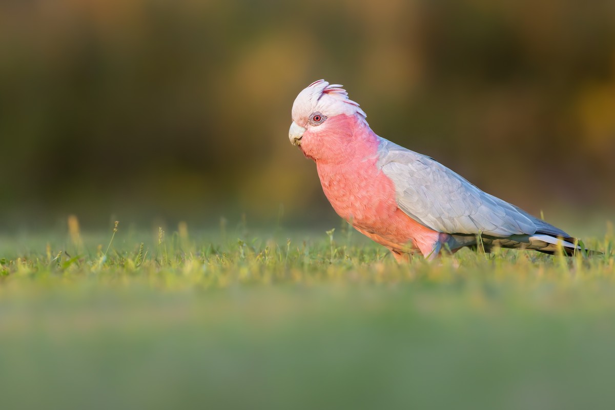 Galah - ML645770021