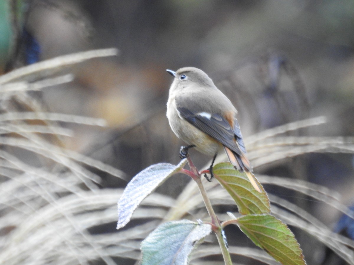 Daurian Redstart - ML645770022