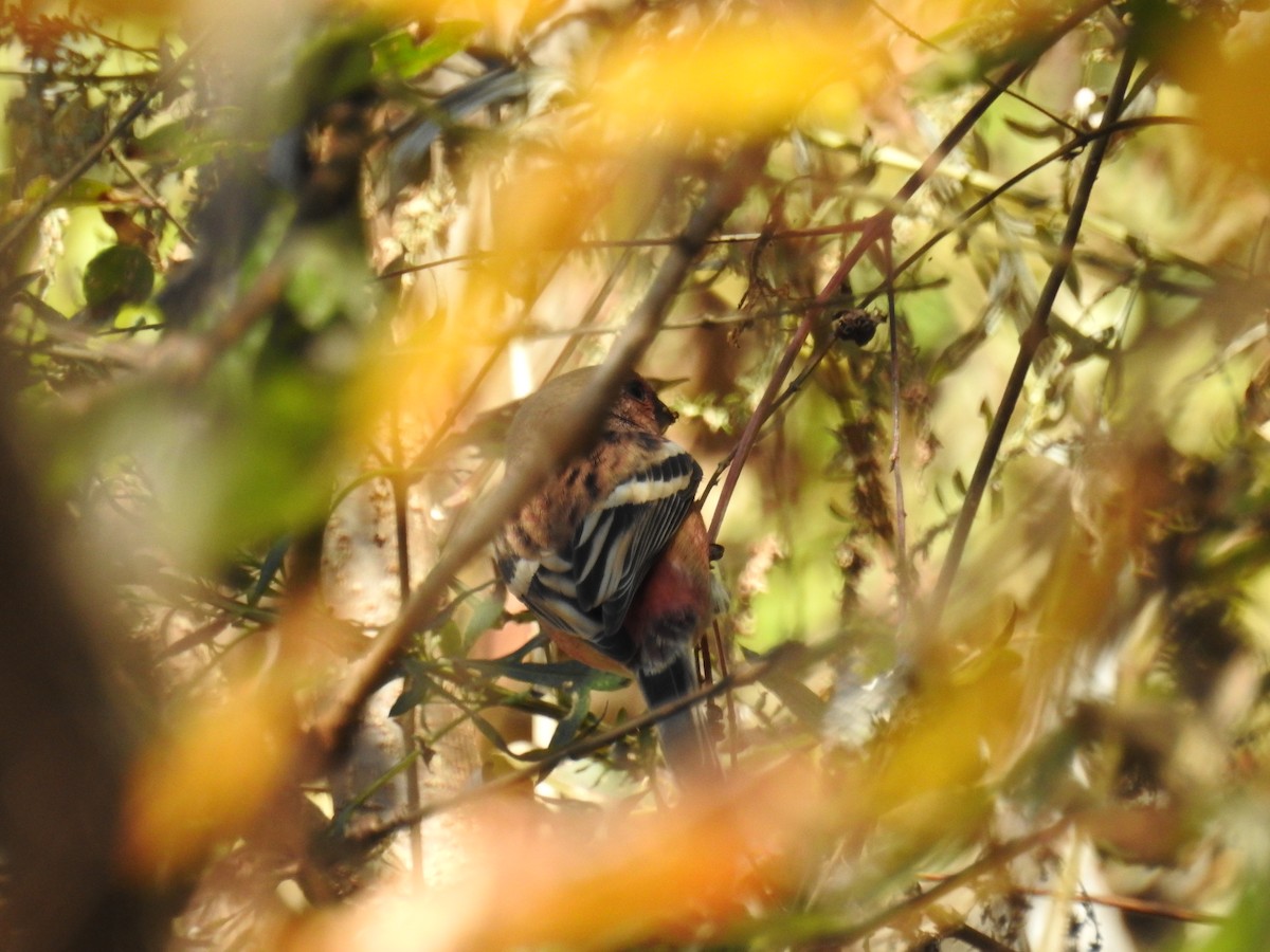 Long-tailed Rosefinch - ML645770023