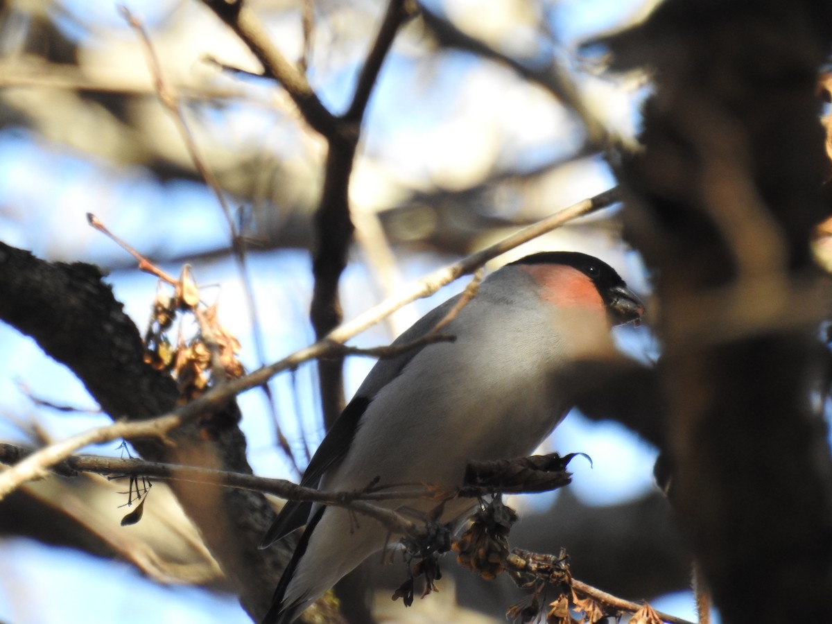 Eurasian Bullfinch - ML645770026
