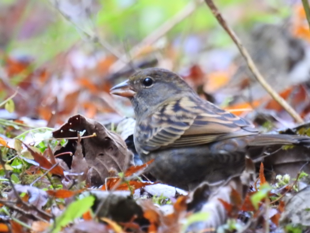 Gray Bunting - ML645770029