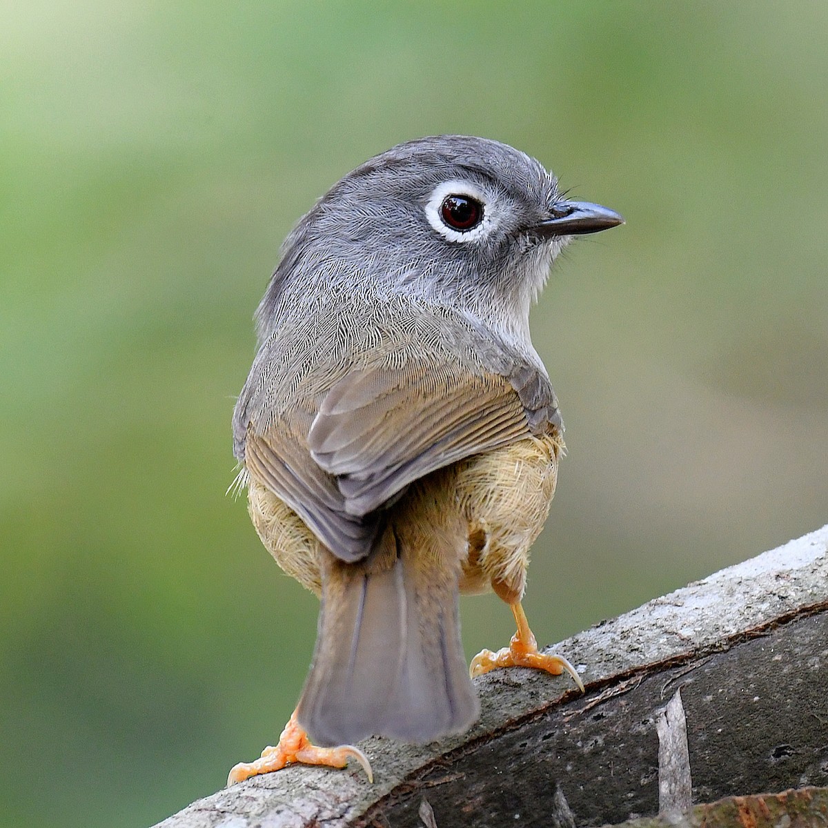 メジロチメドリ - ML645770030