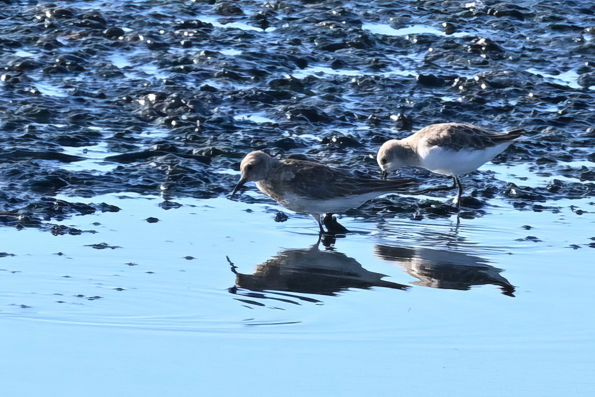 Baird's Sandpiper - ML645770034