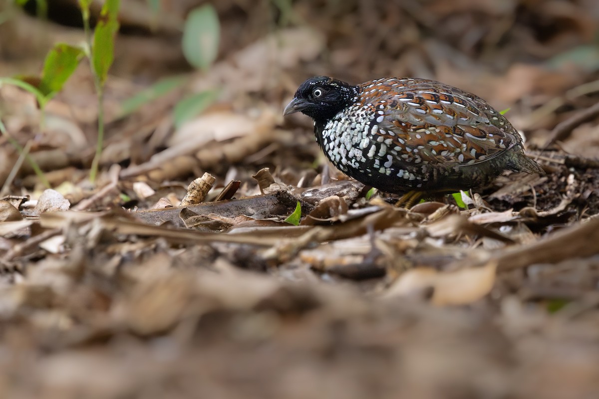 Black-breasted Buttonquail - ML645770035
