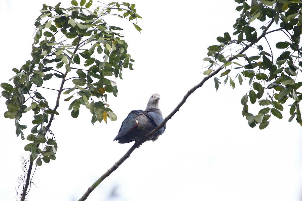 Green Imperial-Pigeon - ML645770037