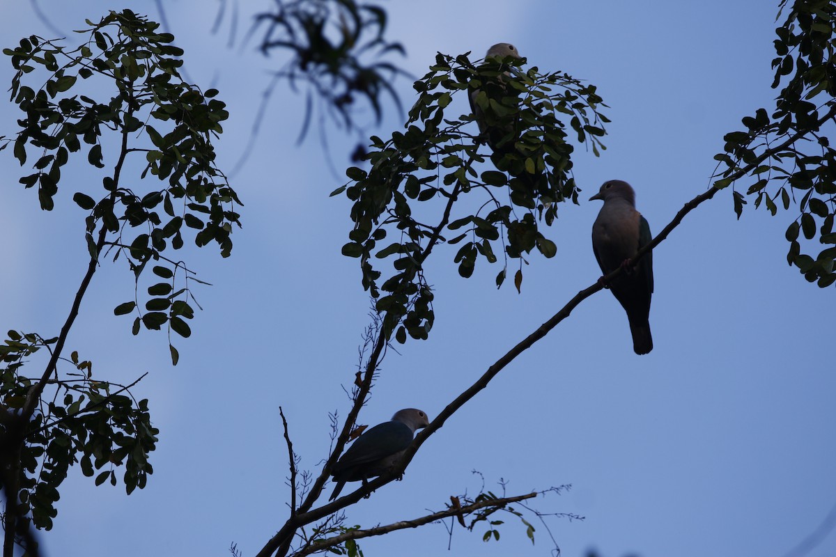 Green Imperial-Pigeon - ML645770038