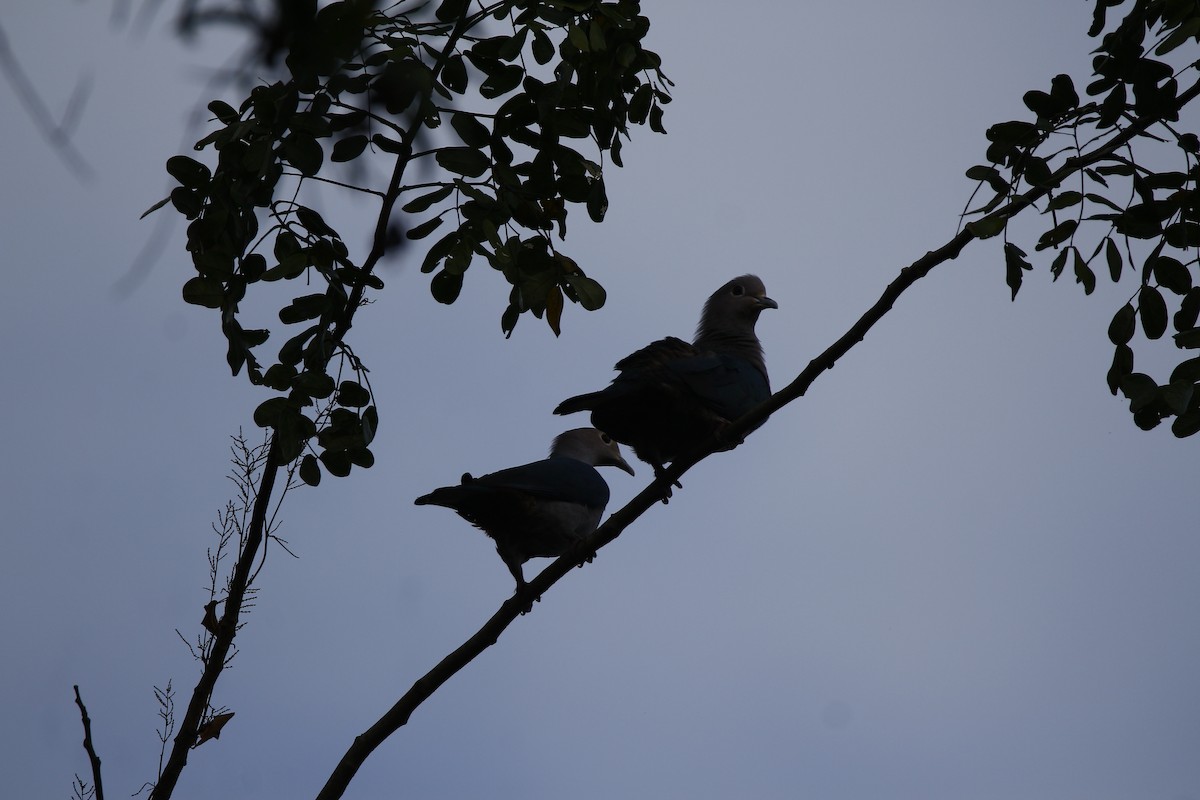 Green Imperial-Pigeon - ML645770039