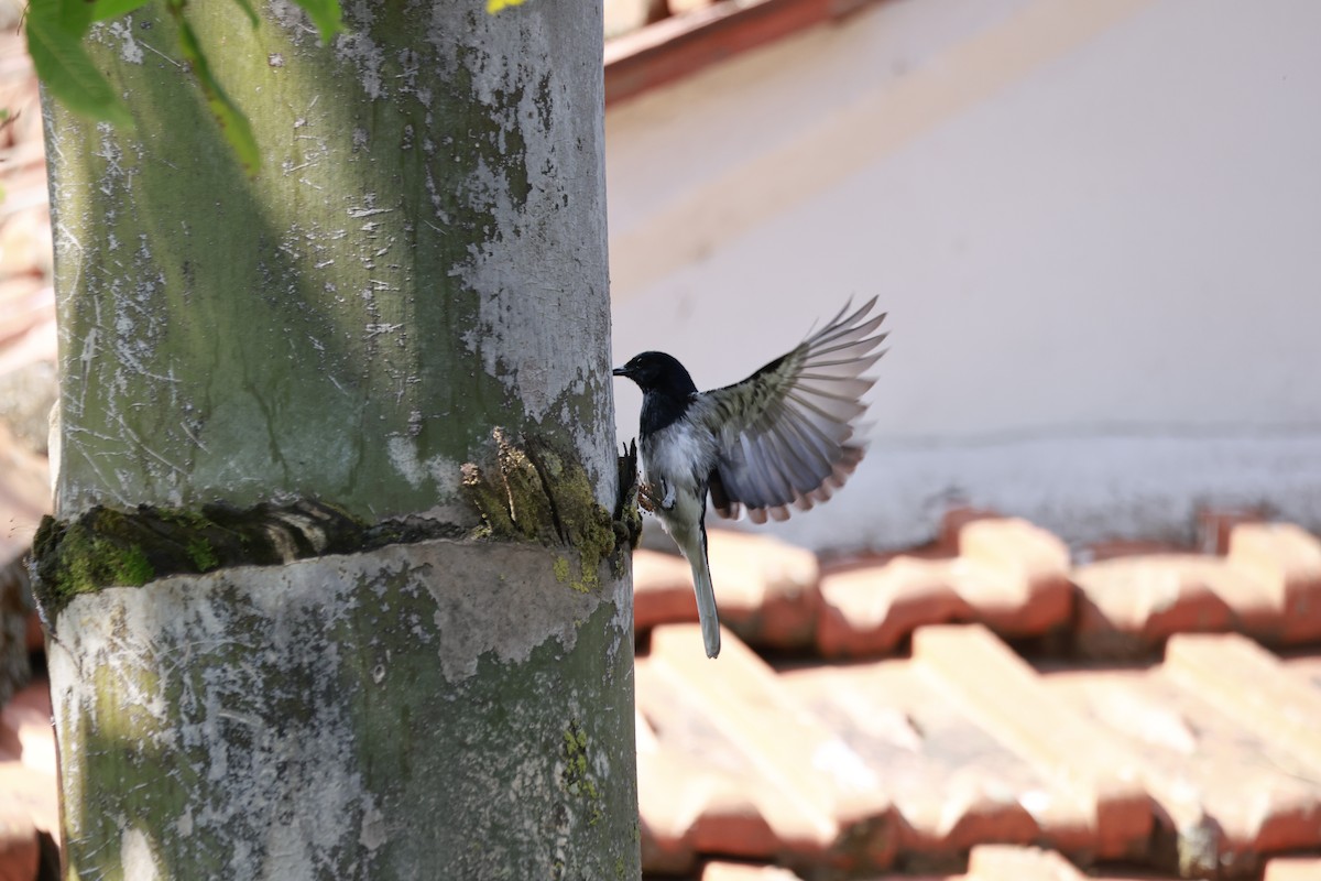 Oriental Magpie-Robin - ML645770053
