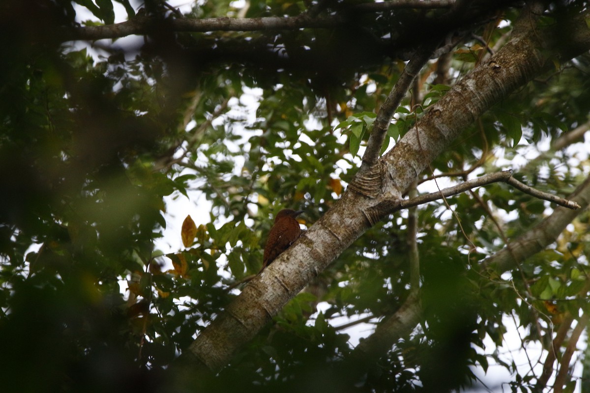 Rufous Woodpecker - ML645770055