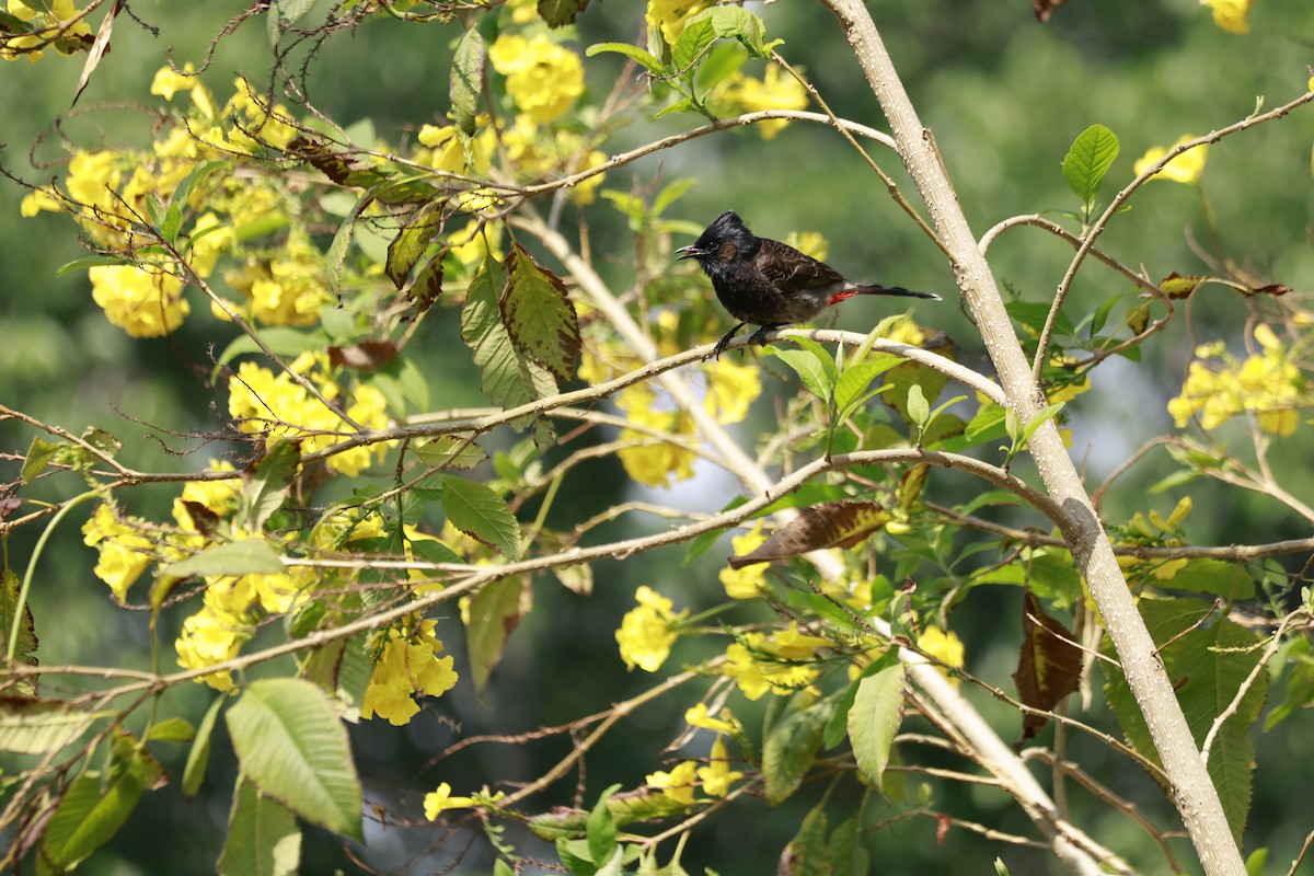 בולבול אדום-שת - ML645770056