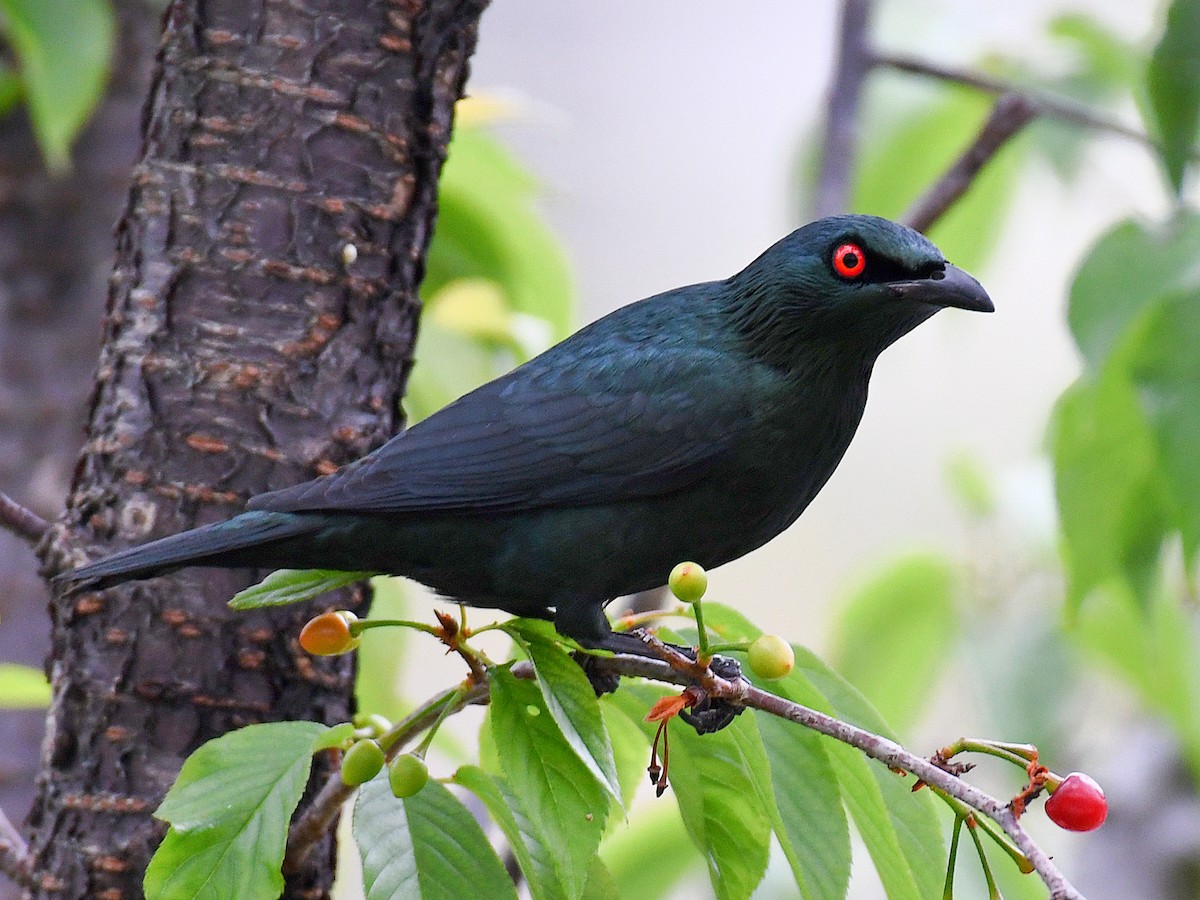 špaček rudooký - ML645770065