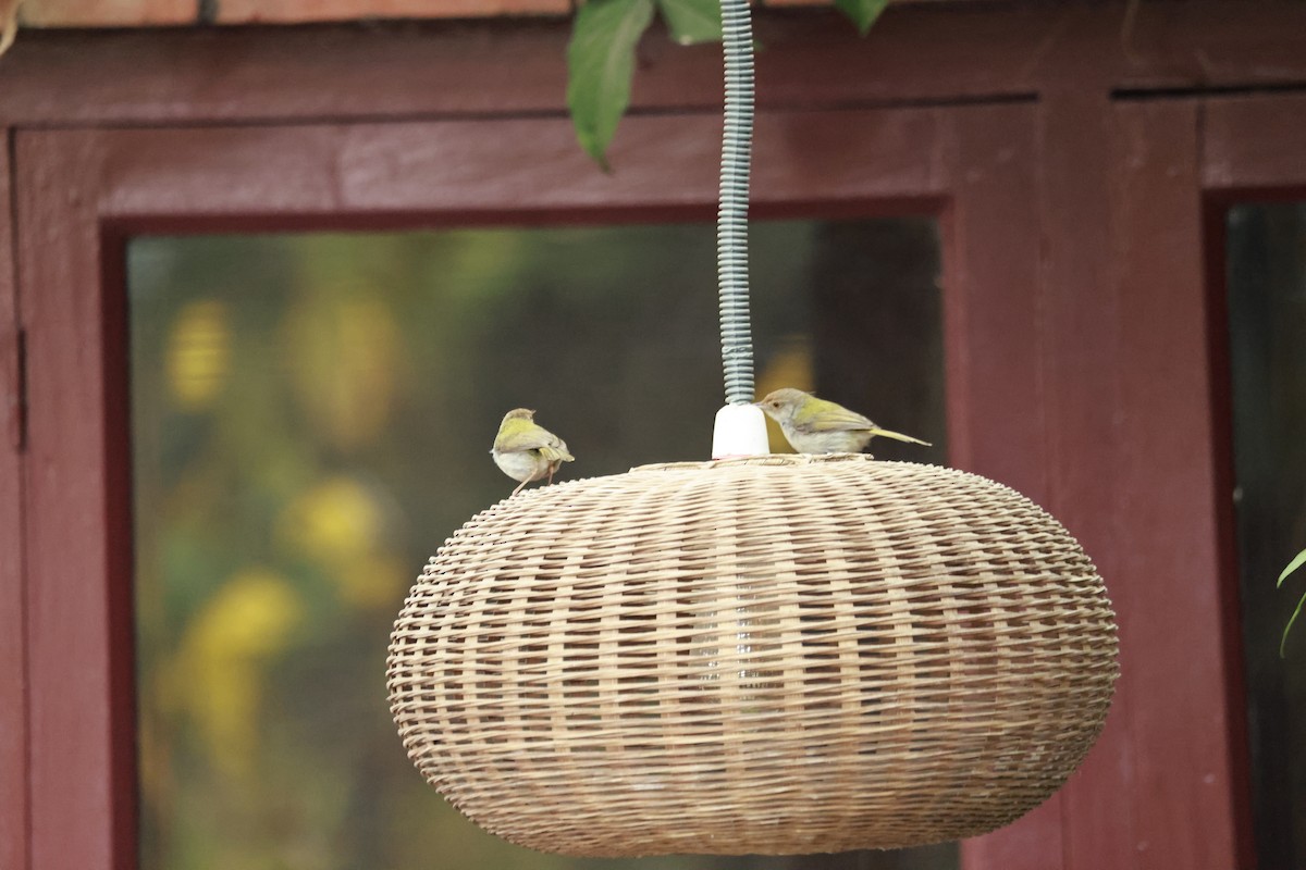 Common Tailorbird - ML645770066