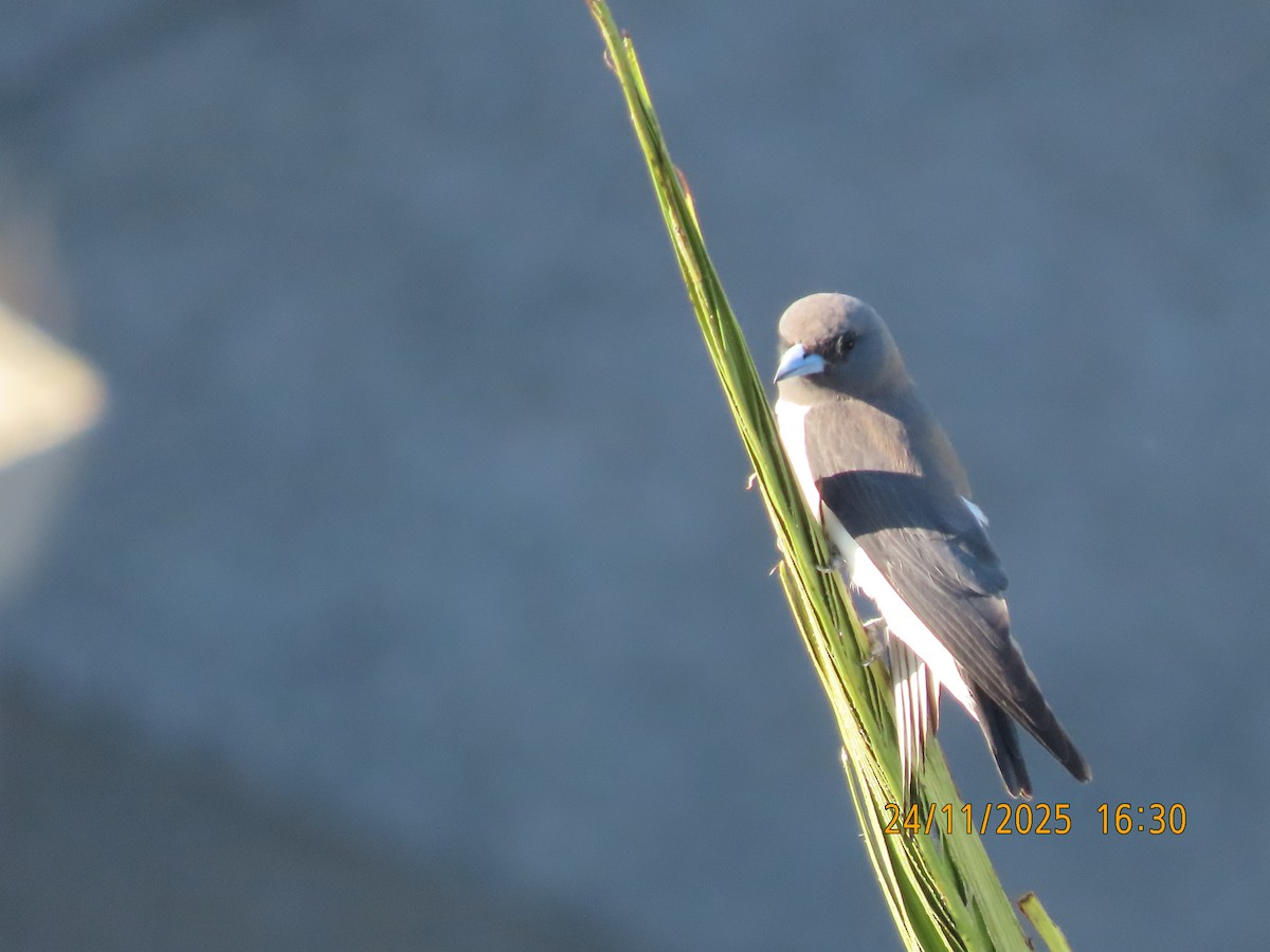 White-breasted Woodswallow - ML645770067