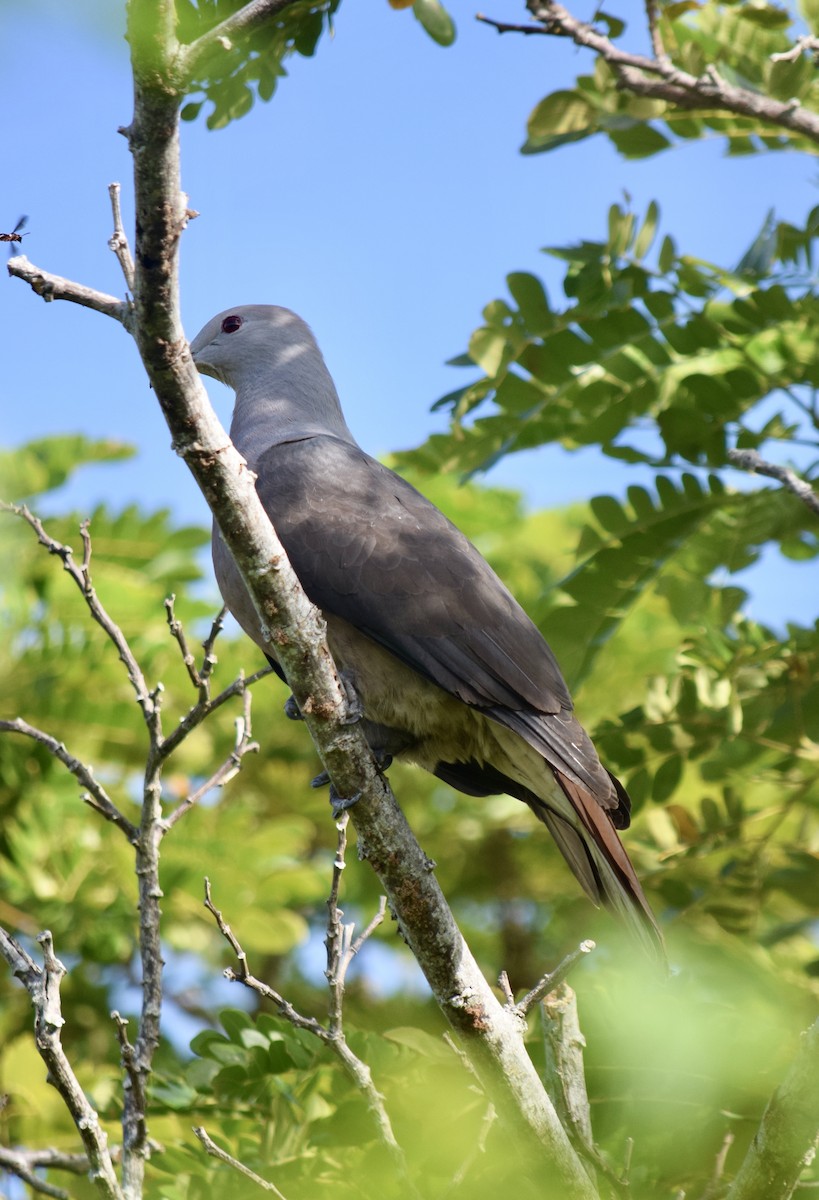 Barking Imperial-Pigeon - ML645770070