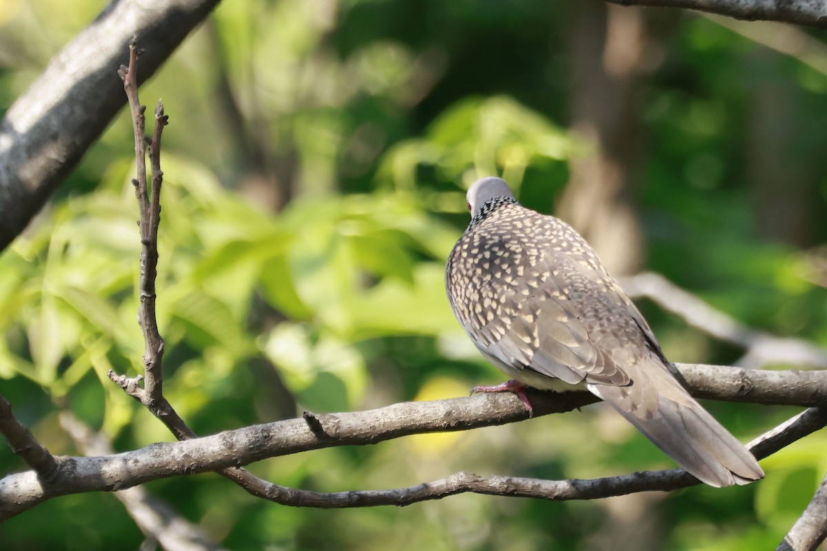 תור נקוד - ML645770072