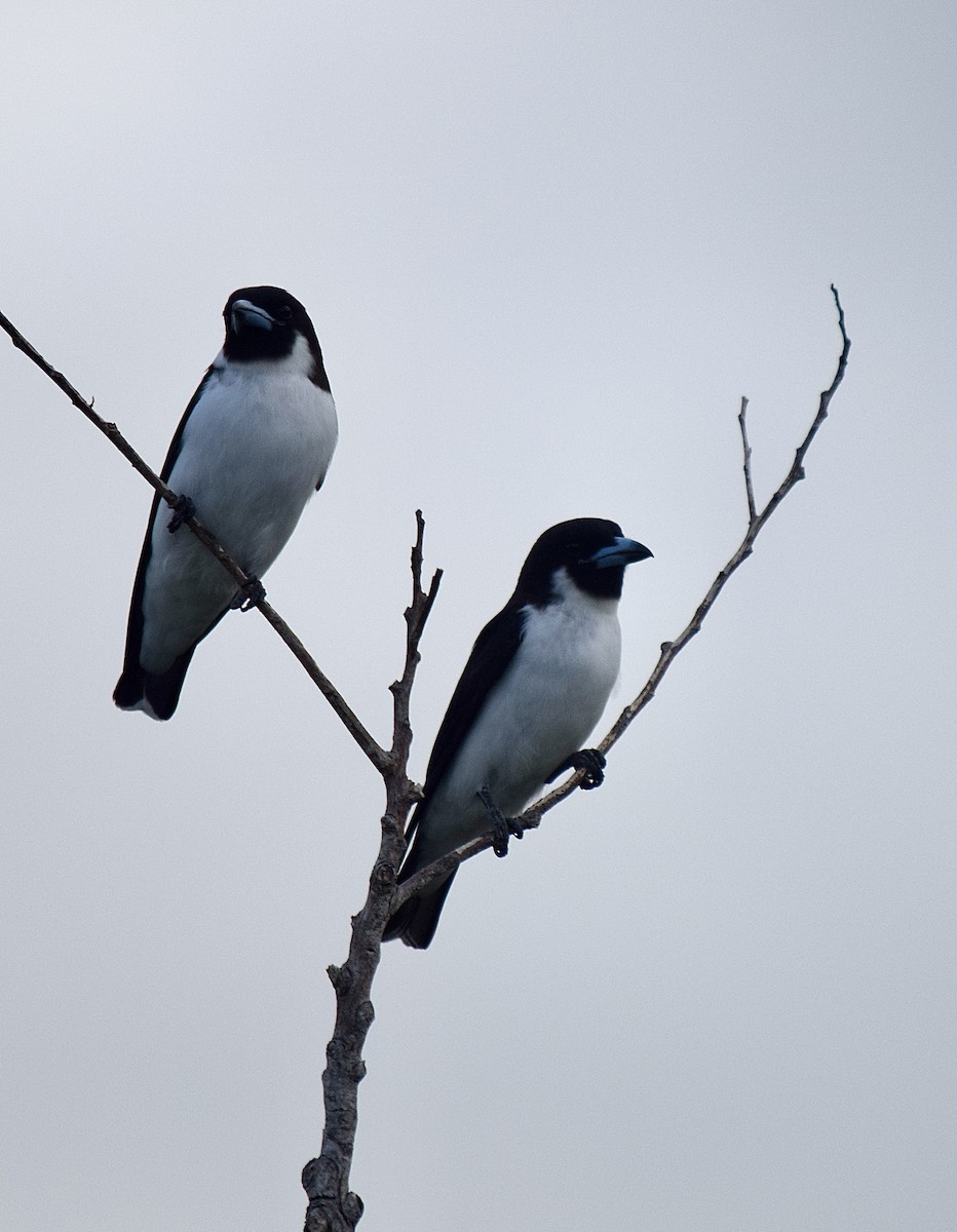 Fiji Woodswallow - ML645770074